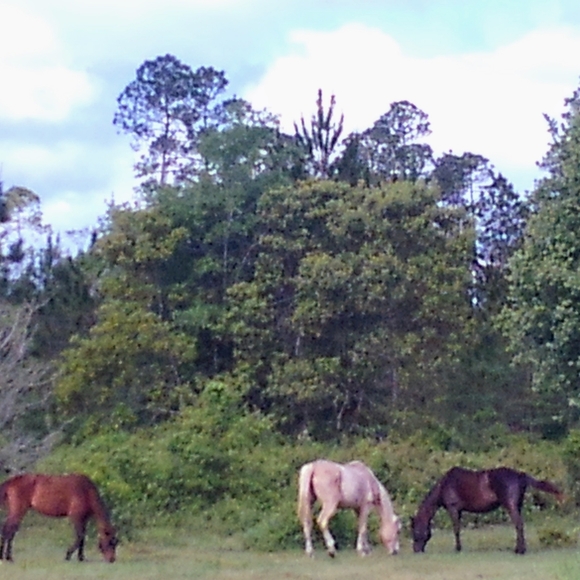 Meet your Posher, Tasha - Picture 5 of 8